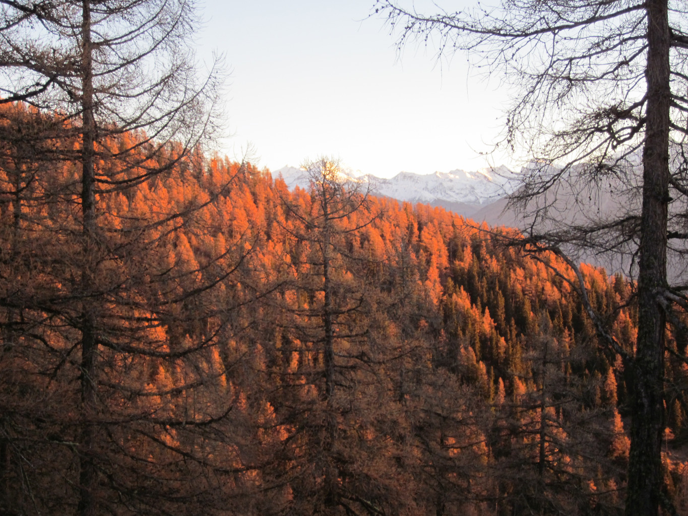 Soleil couchant sur les mélèzes