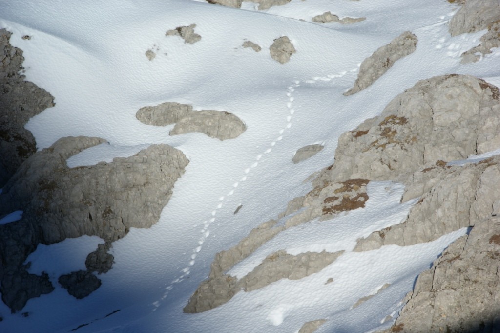Traces