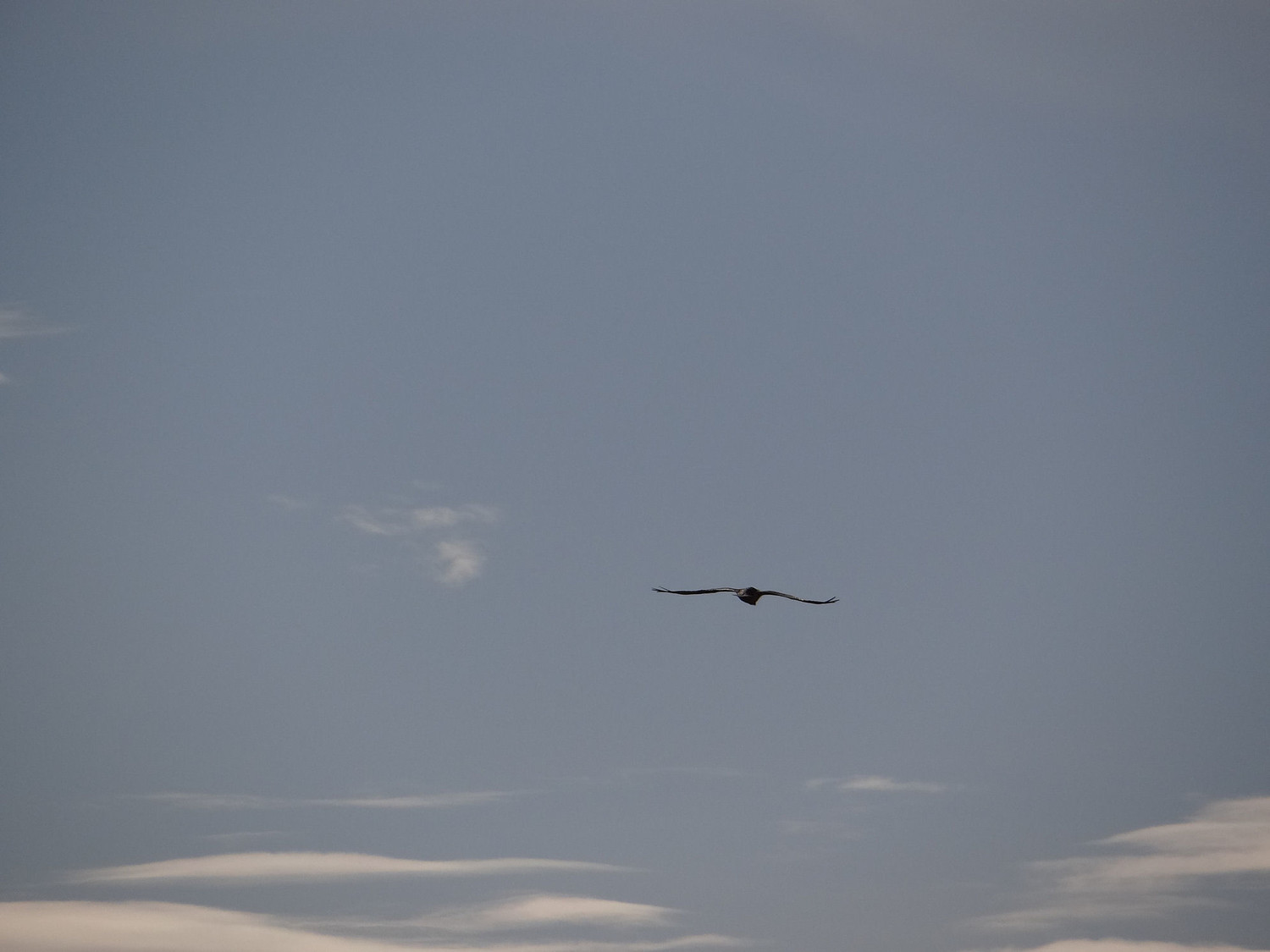 Planeur