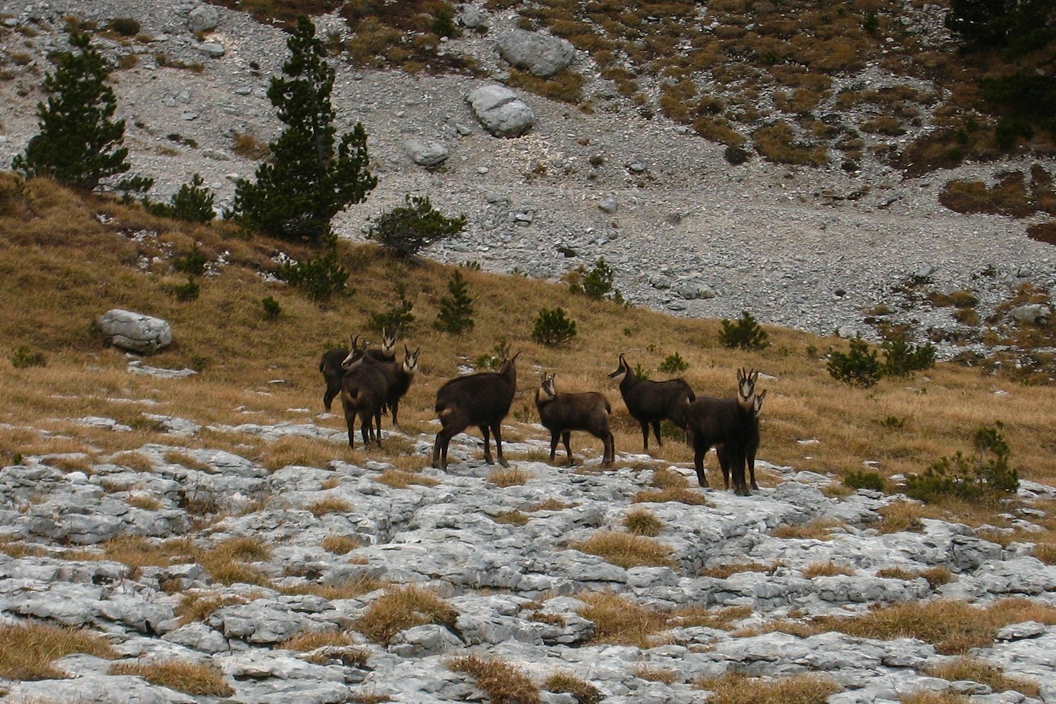 Harde de chamois à la Dent de Crolles
