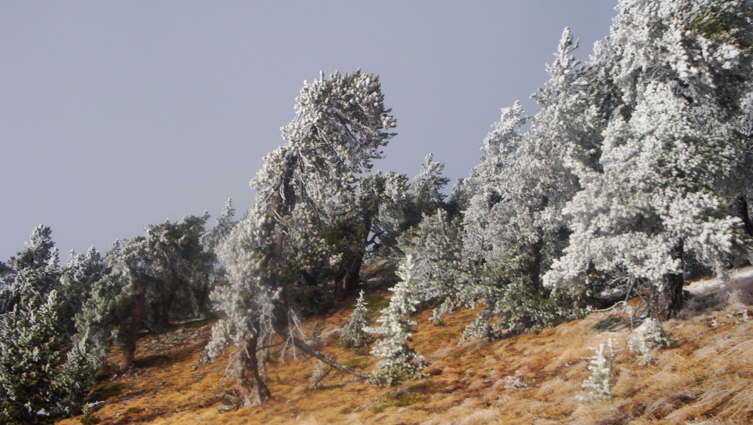 Hiver sur la crête de Catinat