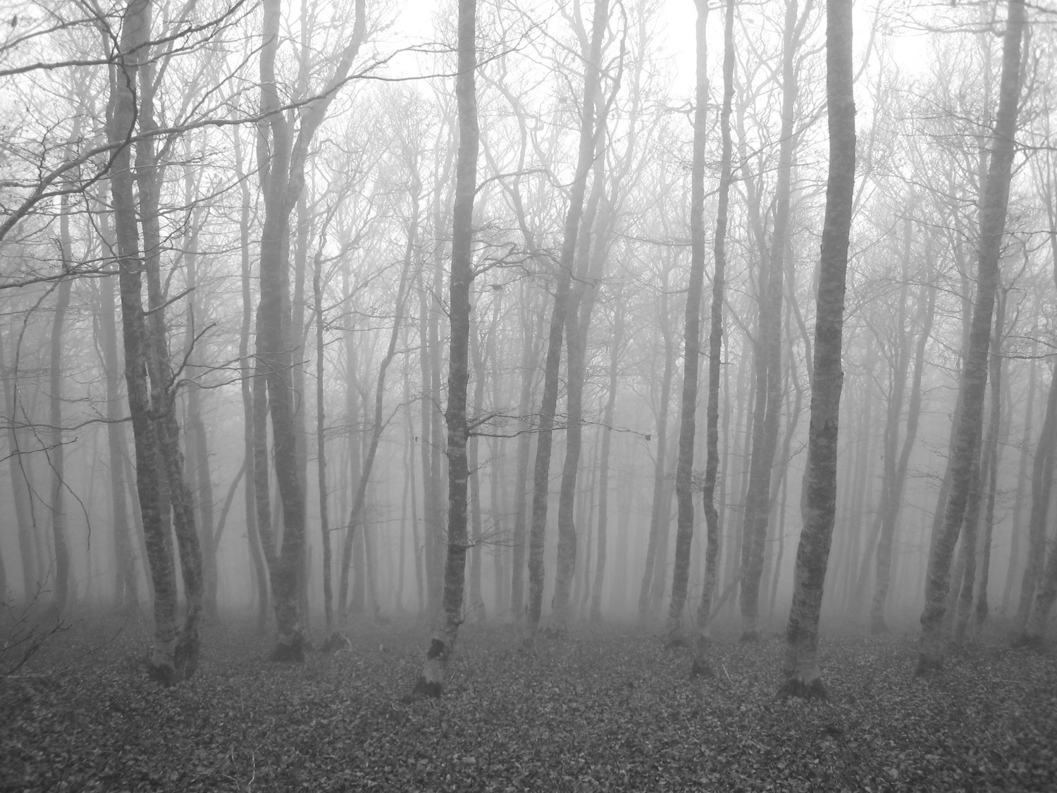 hêtres dans le brouillard à la descente