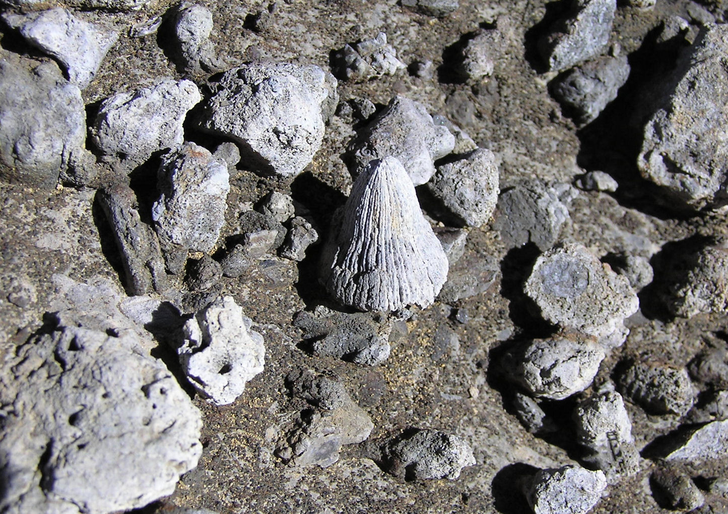 Nid de fossiles sous la pointe d'Anterne