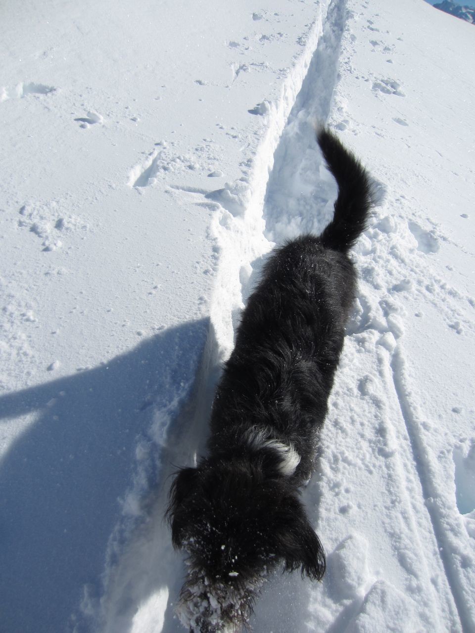 Fidji découvre la neige et les bienfaits de la trace