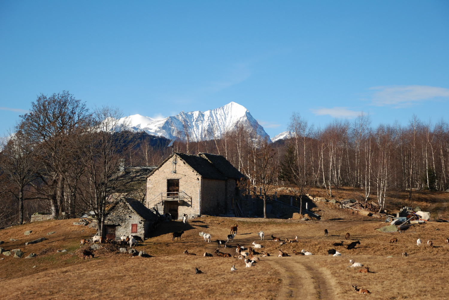 Alpe Coipo et Monte Leone