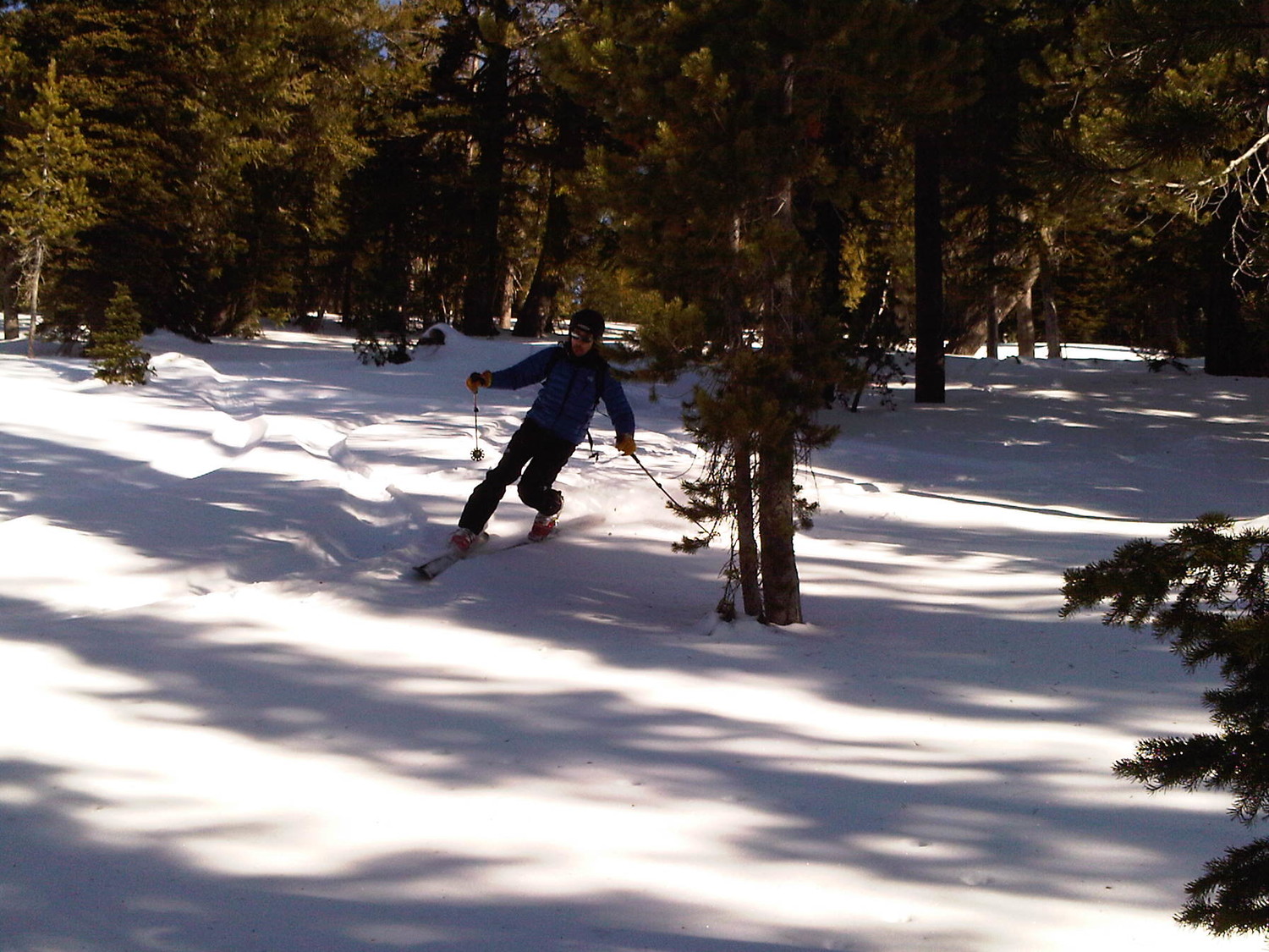 Neve polverosa nel bosco