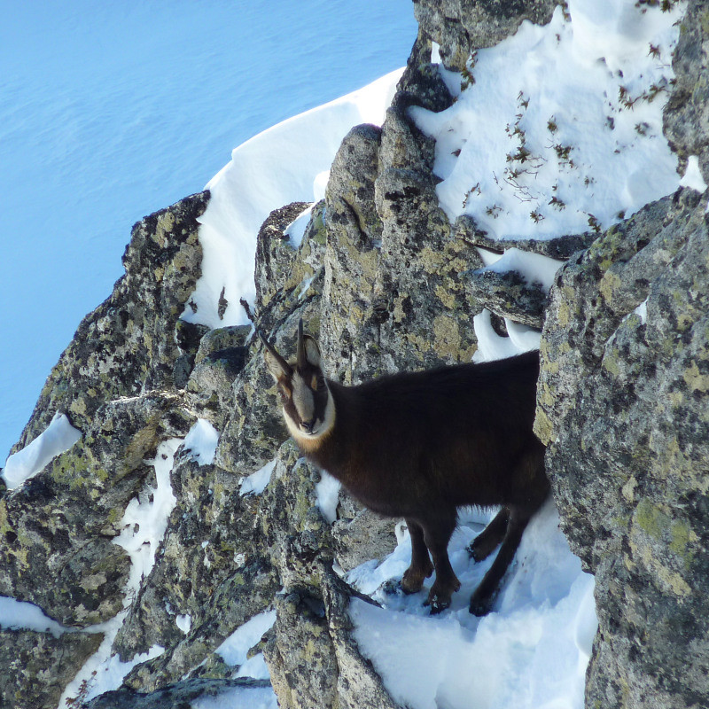 Chamois touffu