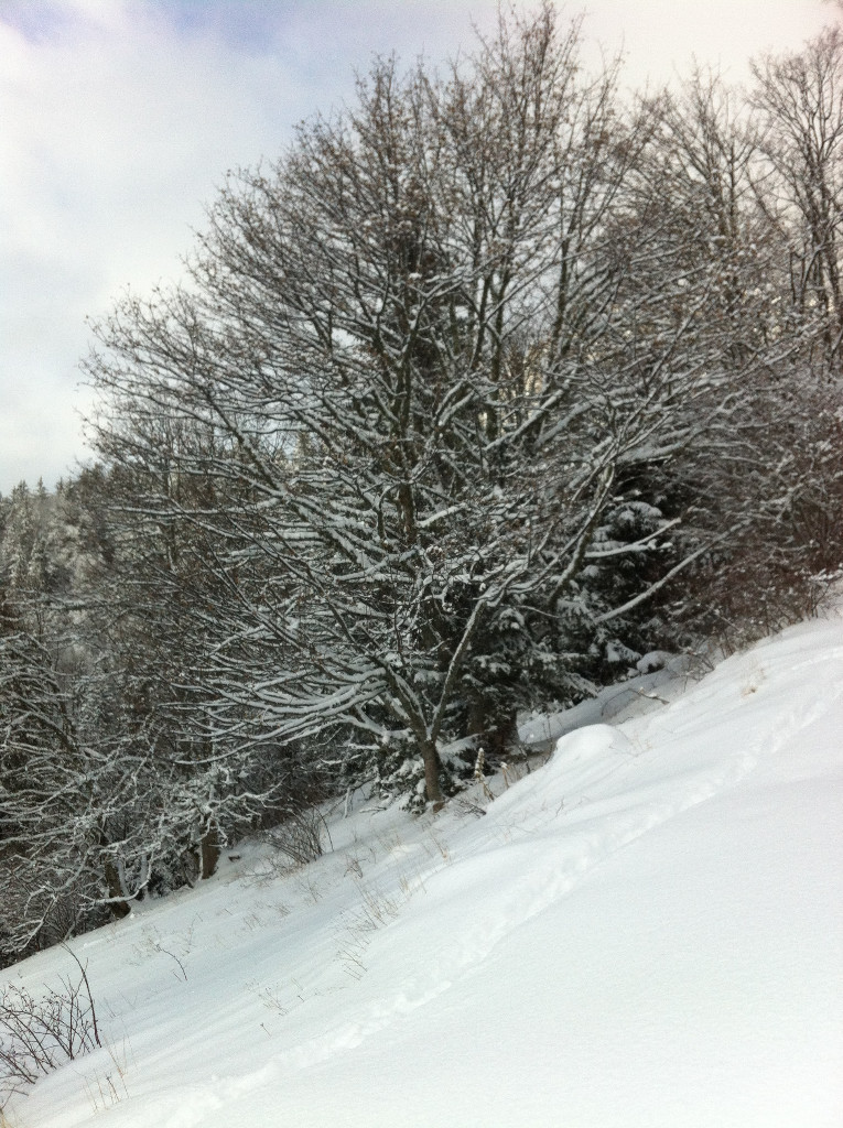Arbre
