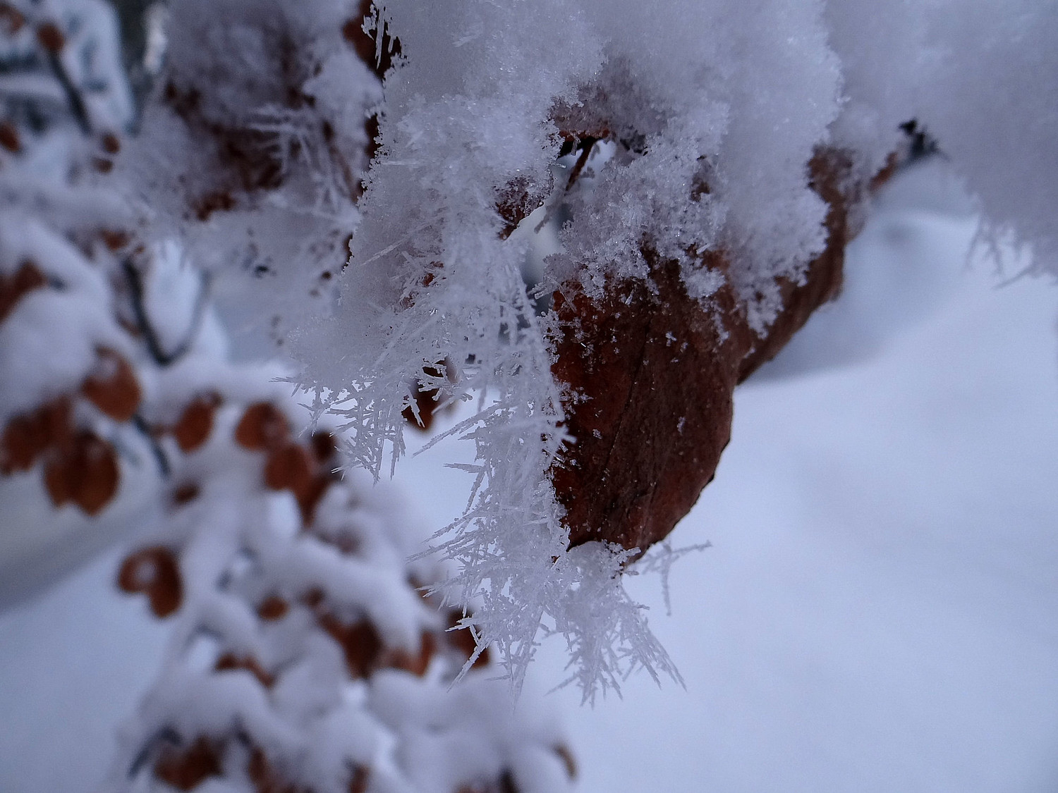 Givre sur hêtre