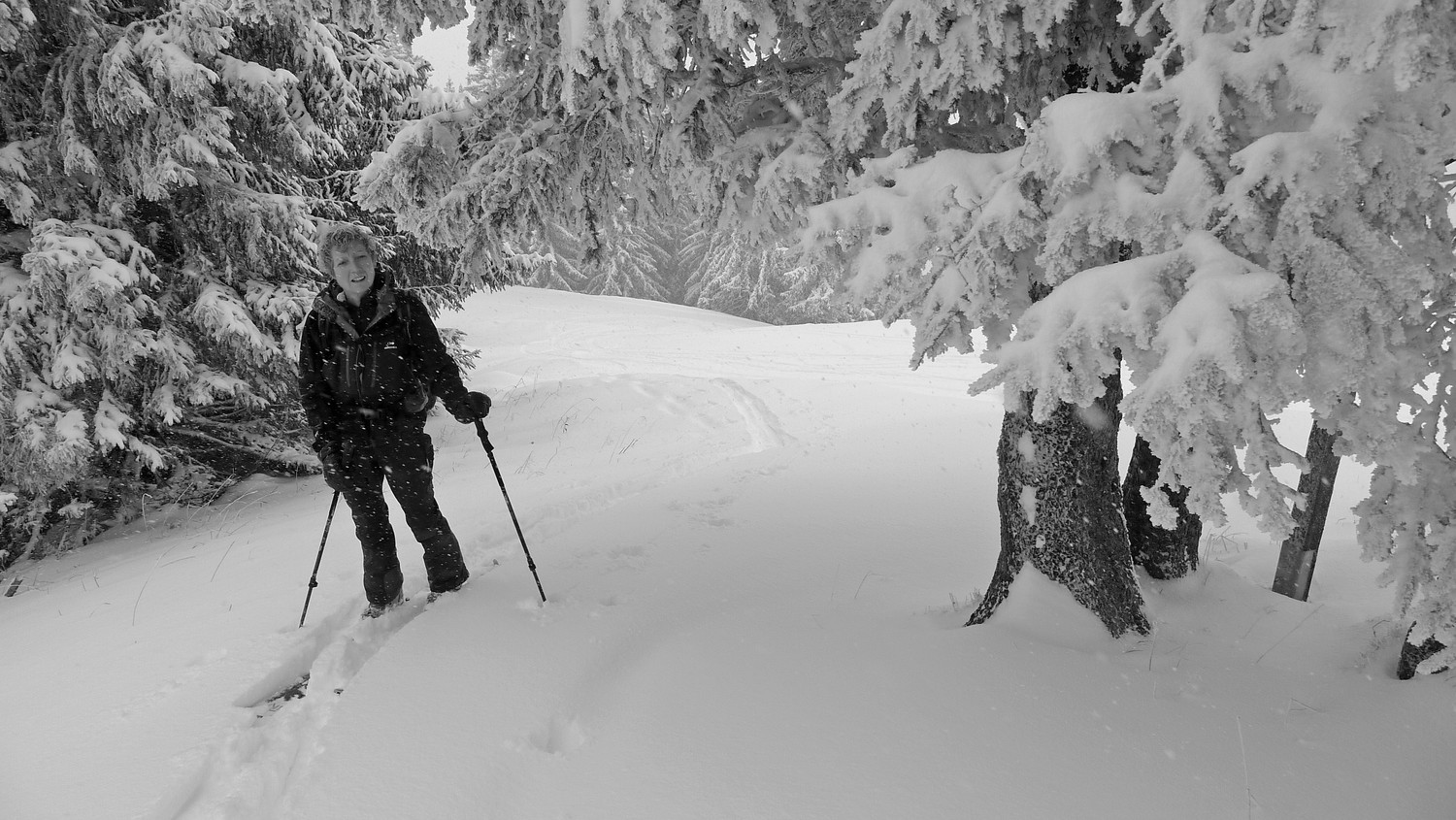 Forêt sous les Fieux