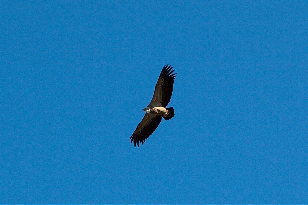 Vautour au Pic de Mont Las