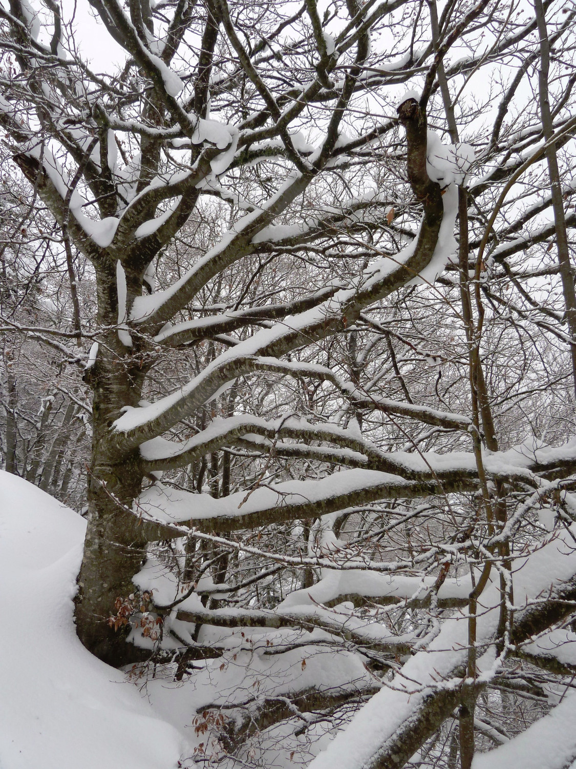 Neige à tous les étages