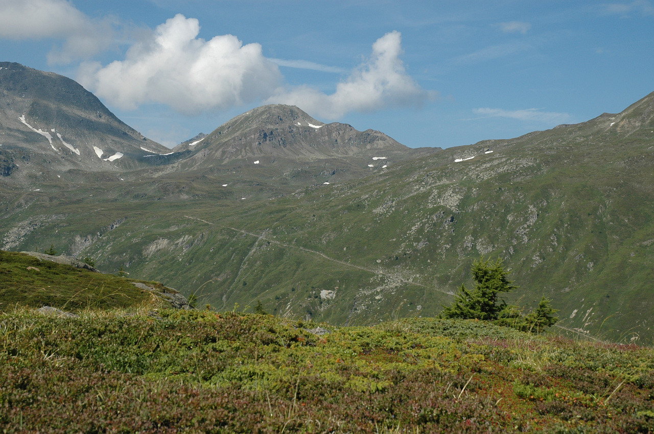 Magehorn