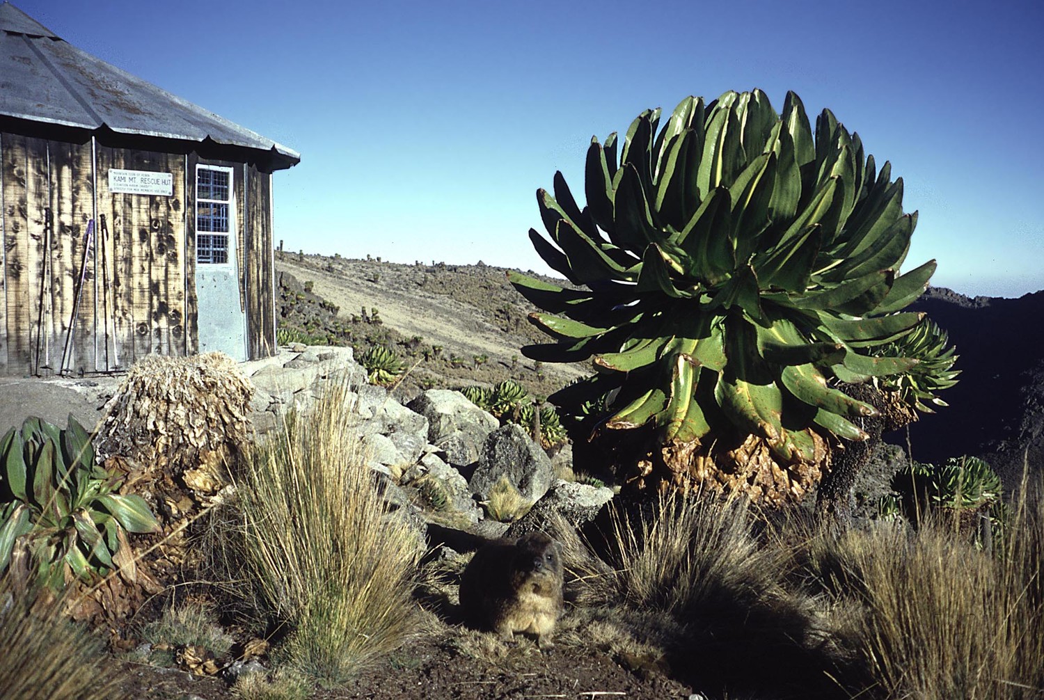 Kami Hut (4400m), Mont Kenya