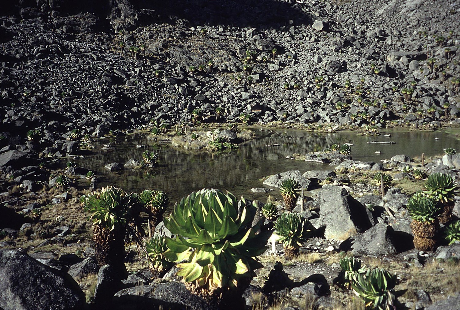 Près de la Kami Hut