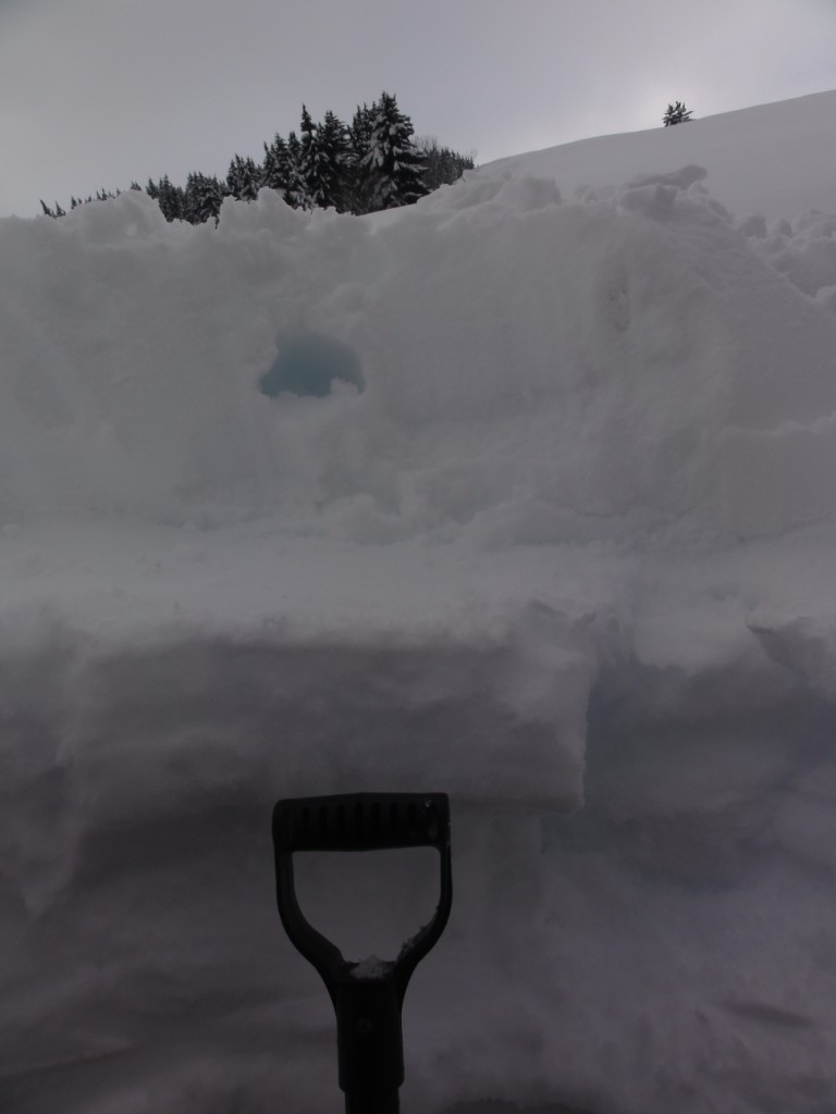 La Pautaz: Coupe de la neige à 1550m. La couche de neige récente: 35cm sur la croûte de regel de 15cm