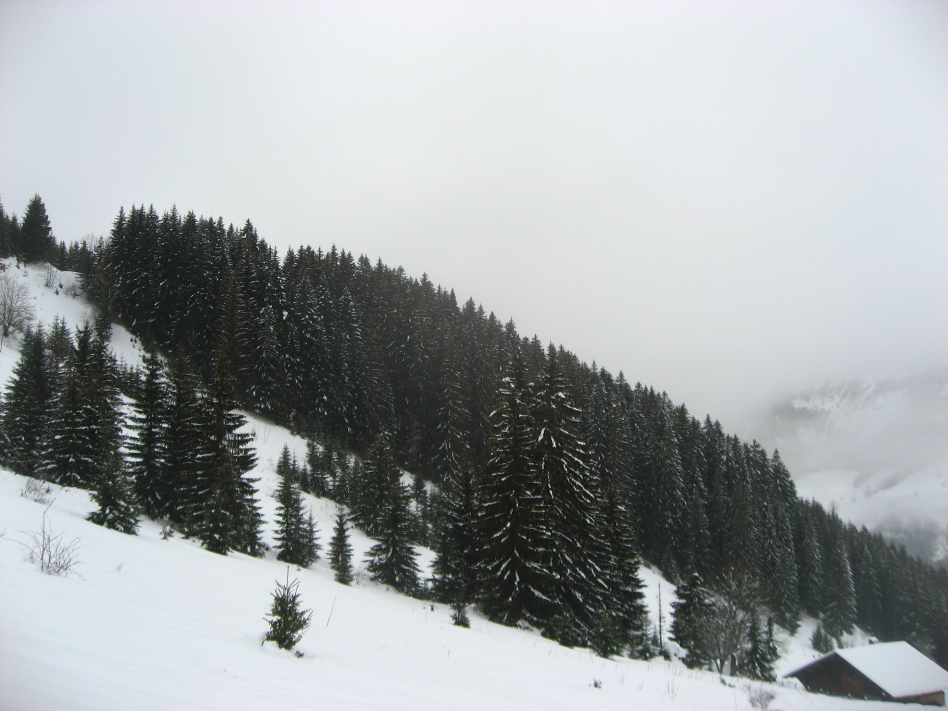 plus de neige sur les sapins