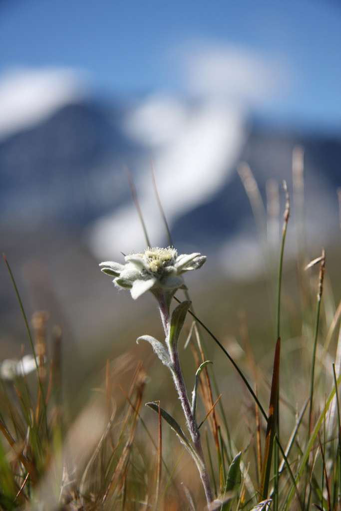 Quelle est la montagne qui se cache derrière l'Edelweiss ?