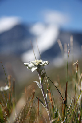 Quelle est la montagne qui se cache derrière l'Edelweiss ?