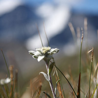 Quelle est la montagne qui se cache derrière l'Edelweiss ?