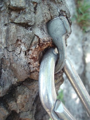 Piton dans l'arbre ... Piton dans l'arbre ...