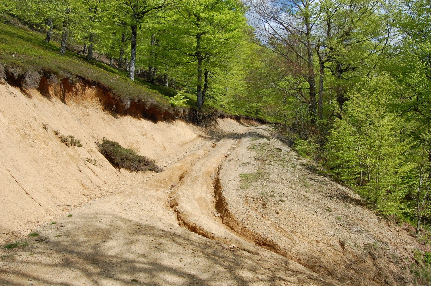 L'ONF, ami de nos forêts