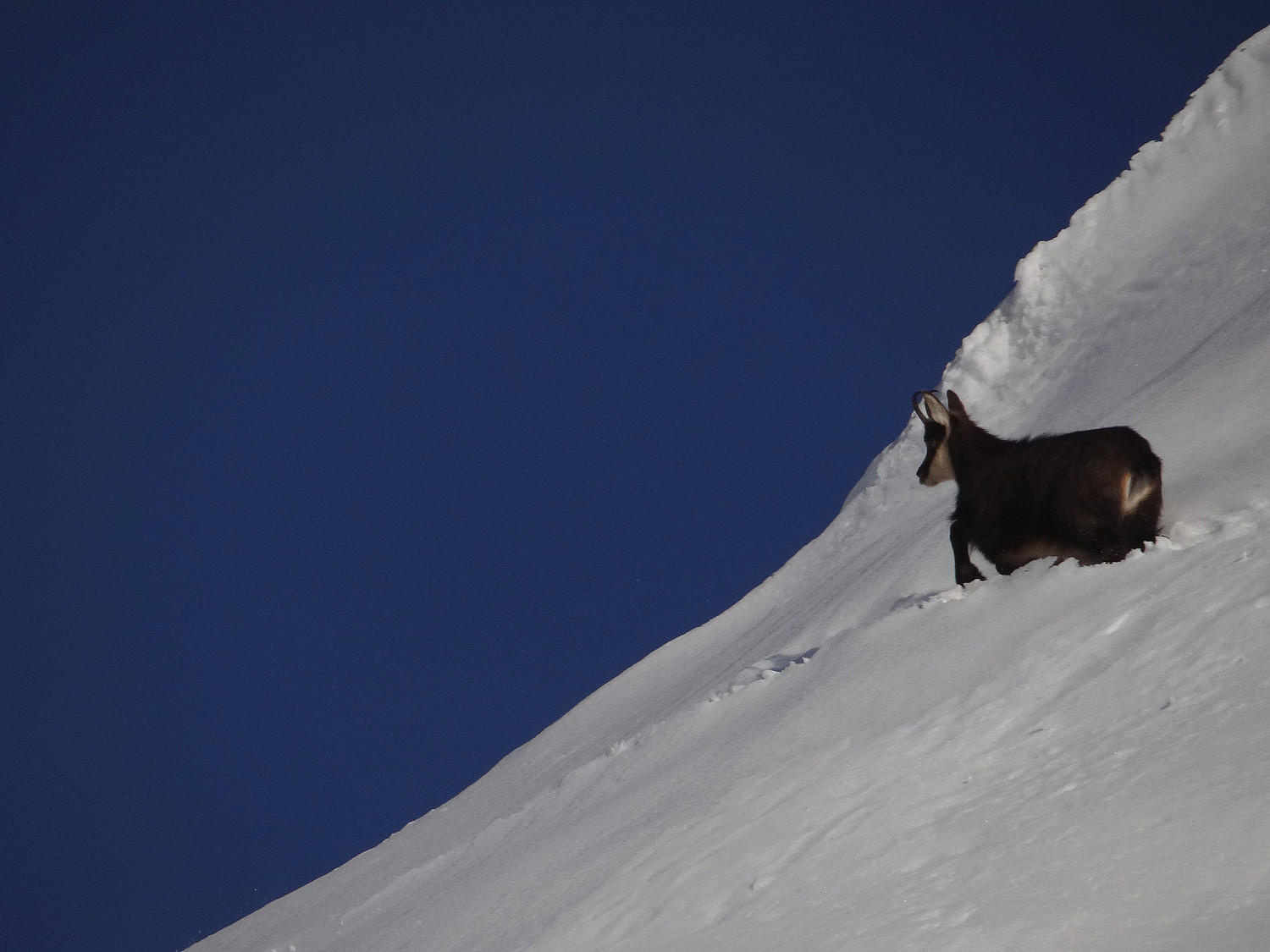 Pas drôle la neige pour les chamois sans raquettes