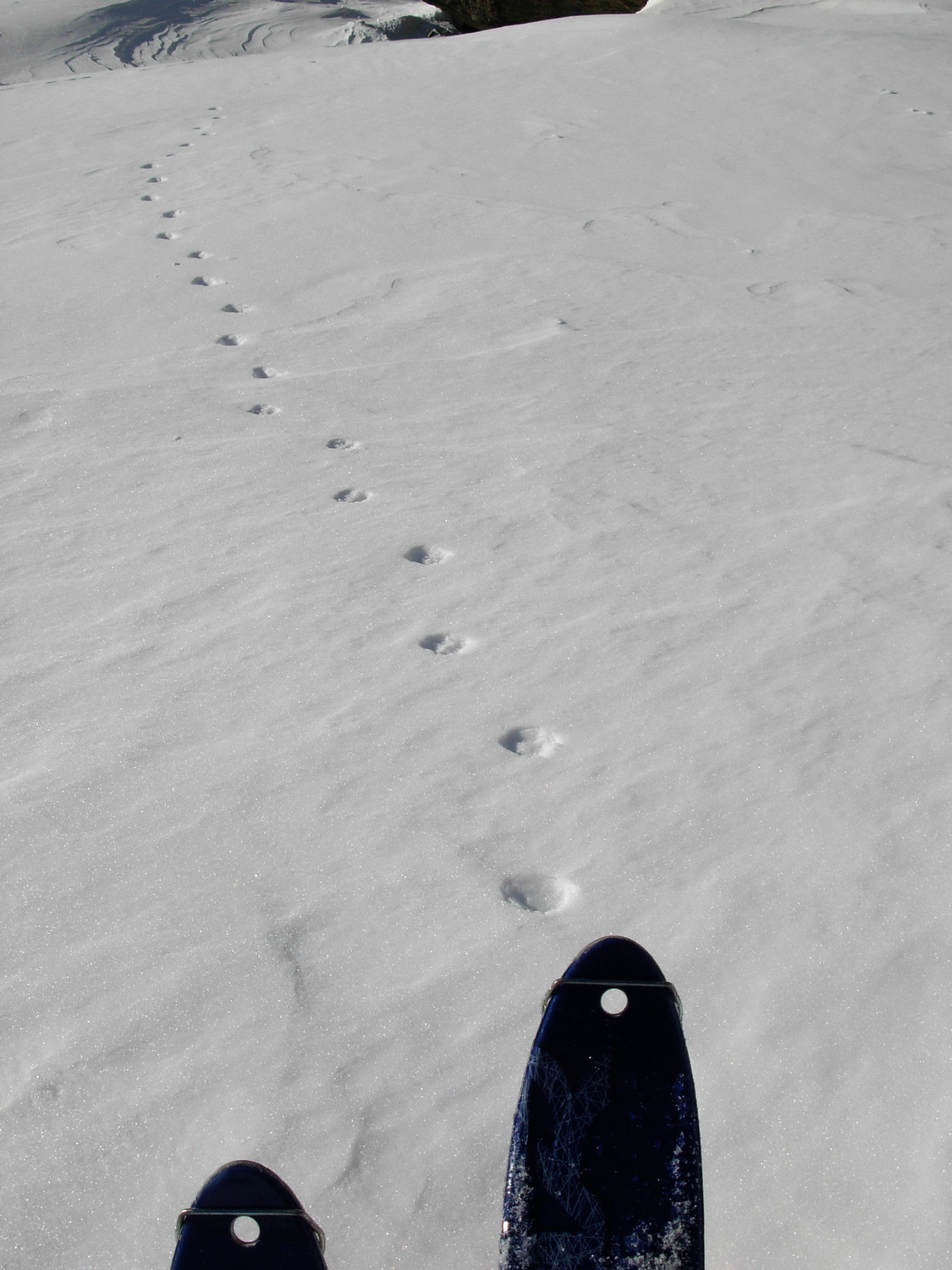 seguendo le tracce