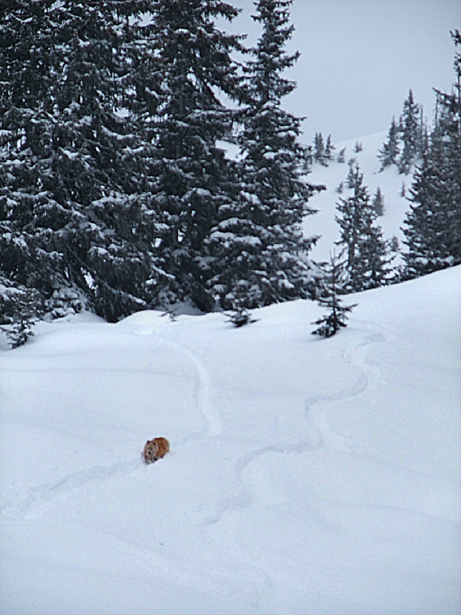vers 1800m, les Lagots bons à skier