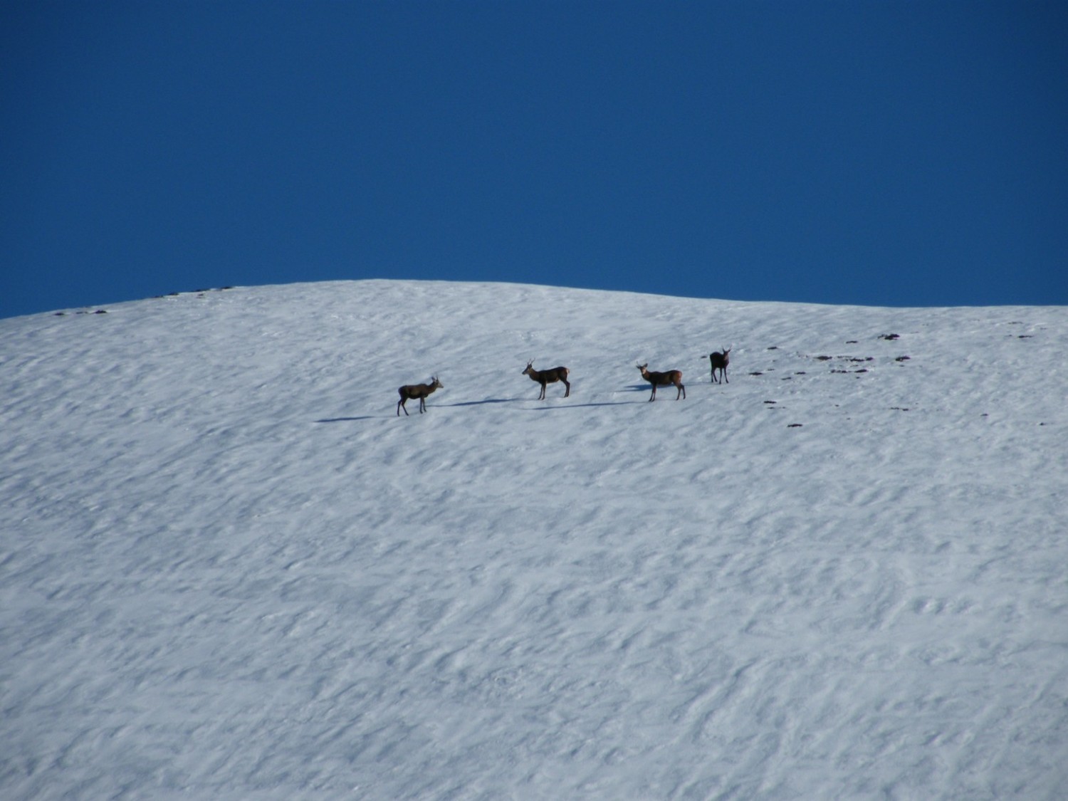 Des cerfs