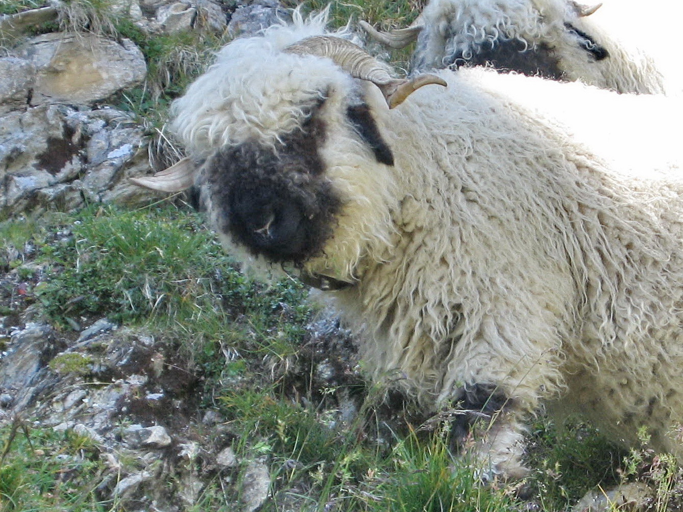 un mouton de Kummenalp
