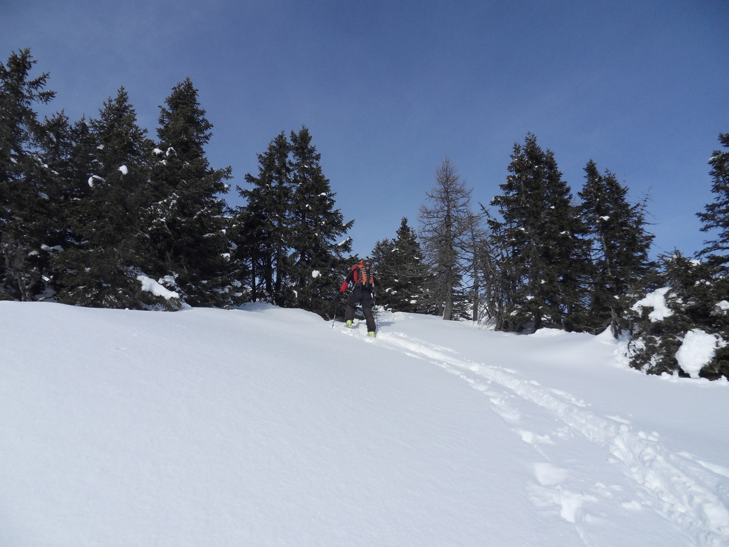 Bosco superiore