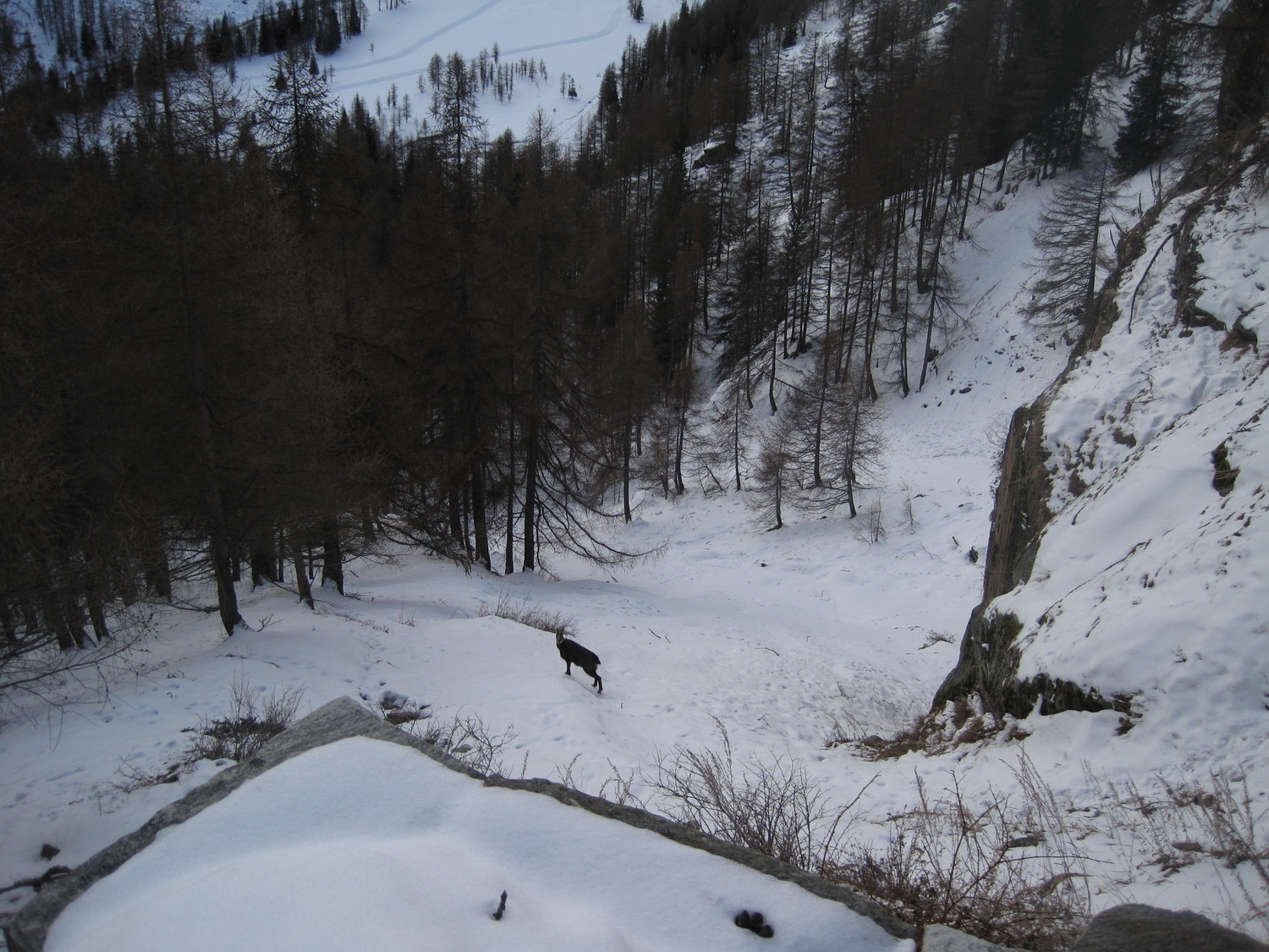 Camoscio sull' ultimo canale di valanga