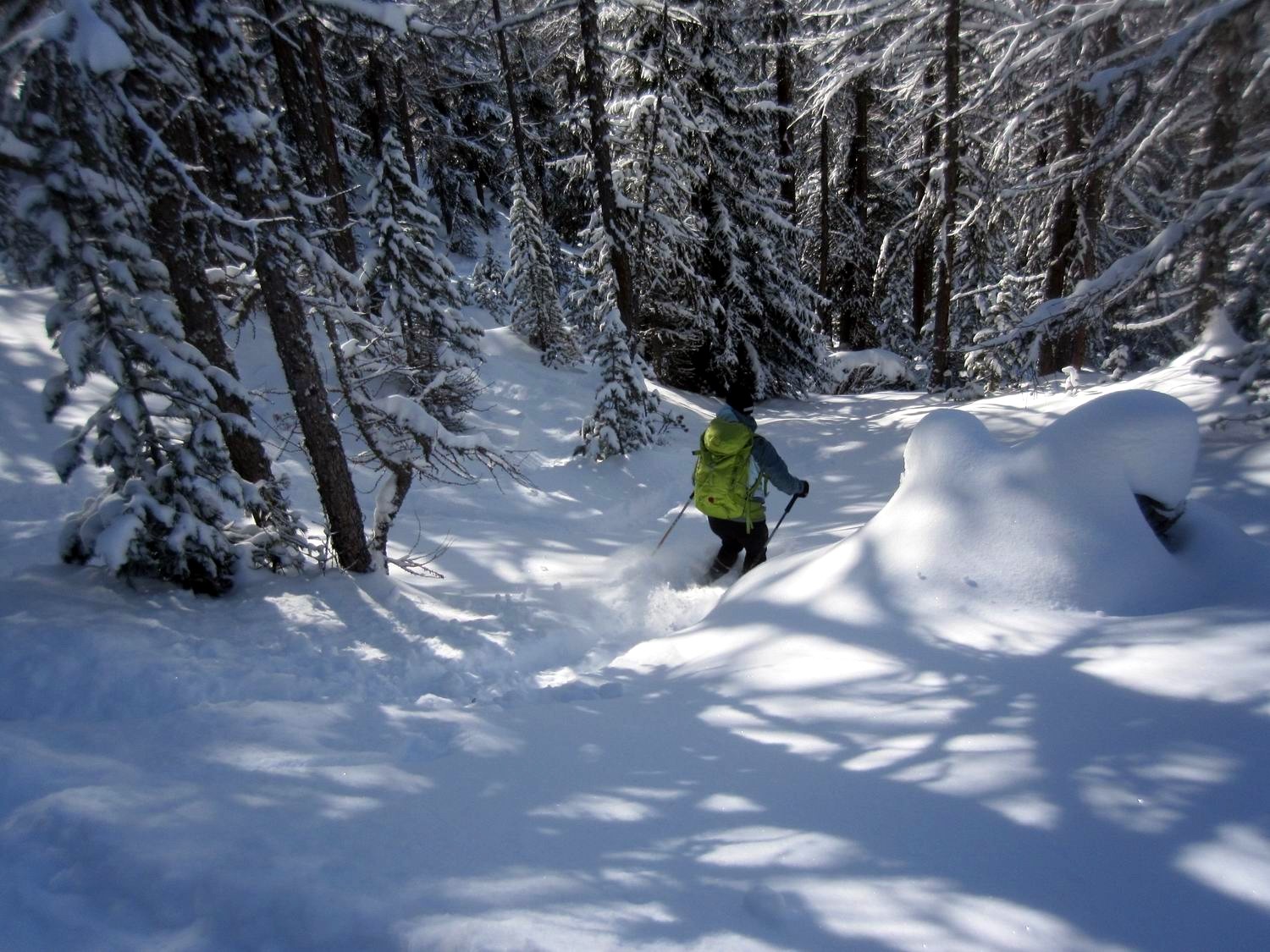 il bosco incantato..