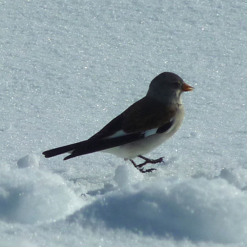 Niverolle alpine (hiver)