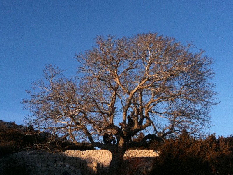 Vers le Col de Coursegoules.