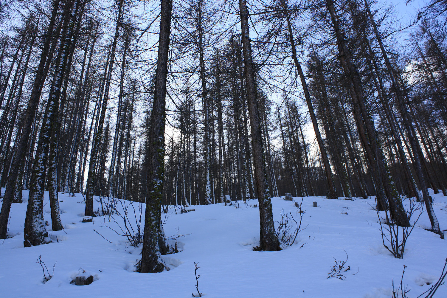600 mètres de grand ski en forêt... Mais pourquoi n'y a t'il pas de mélèzes en Oisans ?!