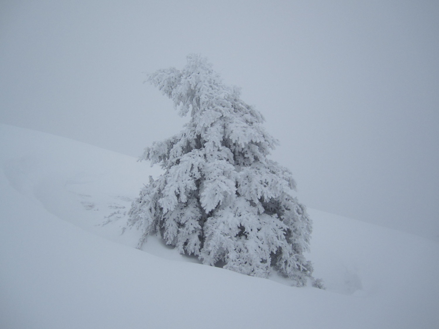 Dur-dur la vie de sapin.