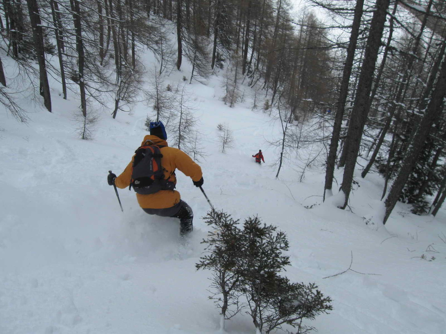 nel bosco