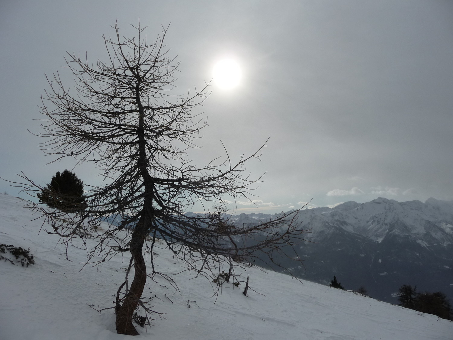 Controluce