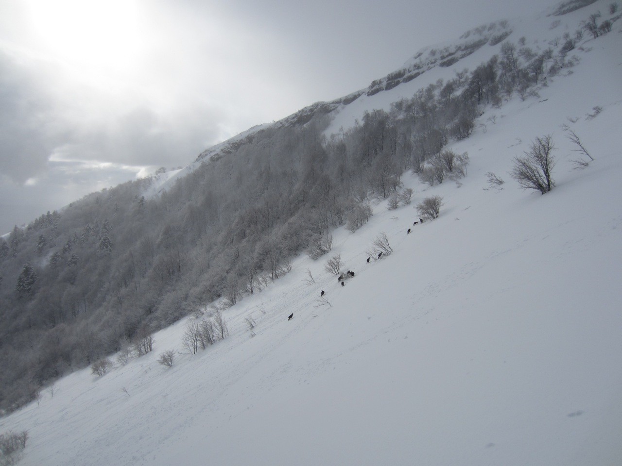 les chamois cherchent de quoi manger