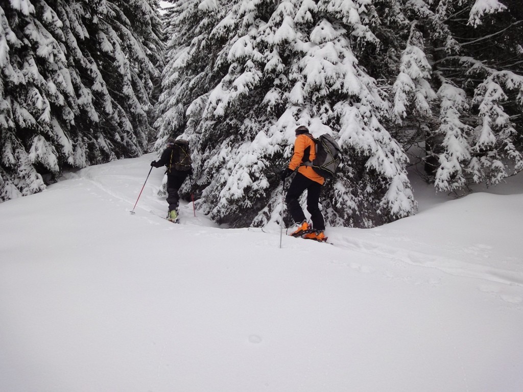 Zig-zag dans la forêt