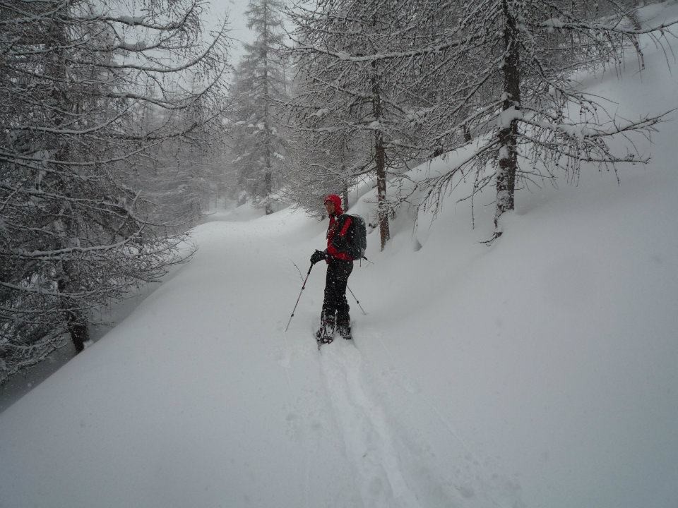 Nel bosco