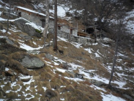 ...inverno ideale per i becchi che brucano l'erba...
