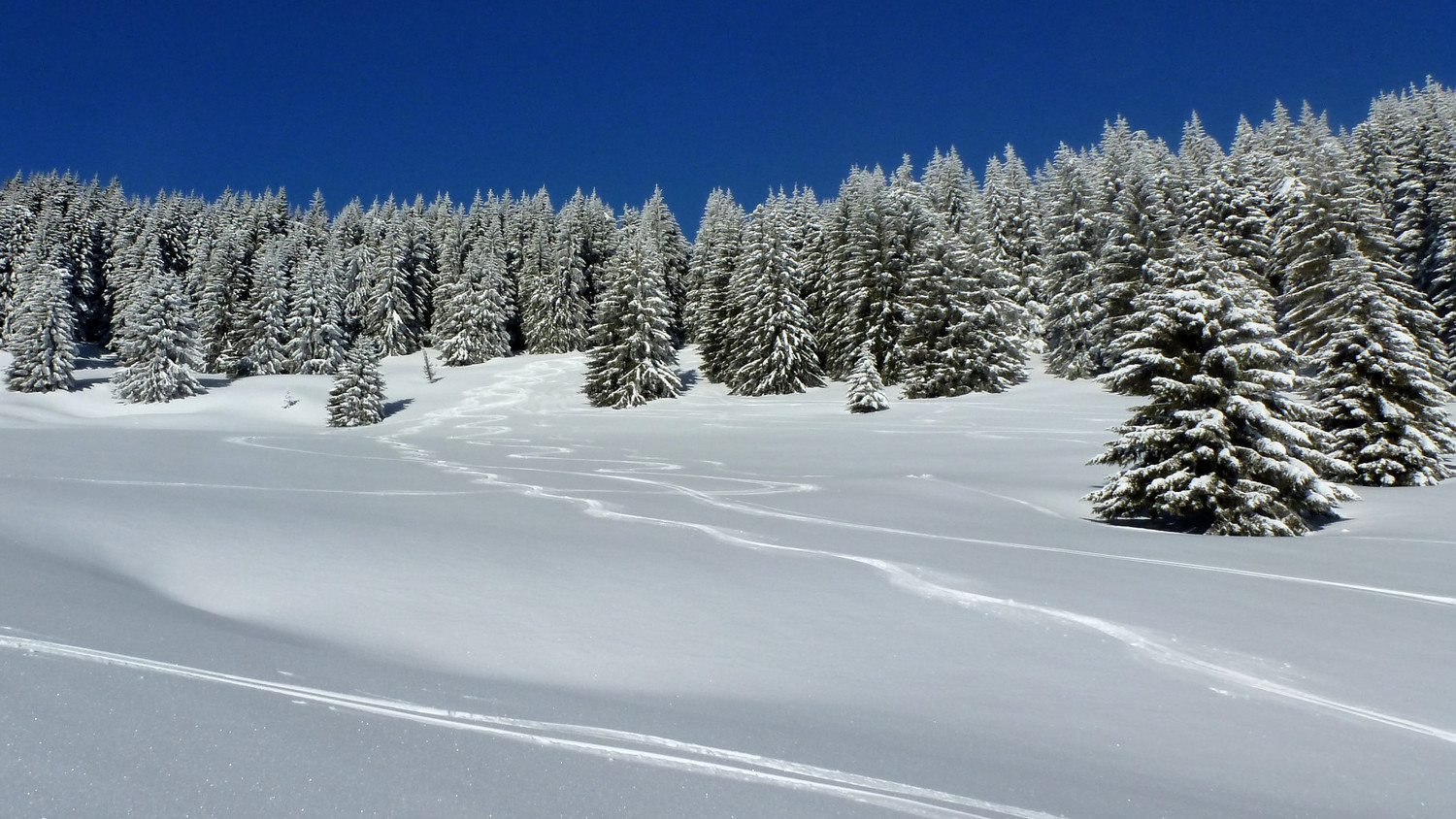 Sapins au garde-à-vous devant nos traces...