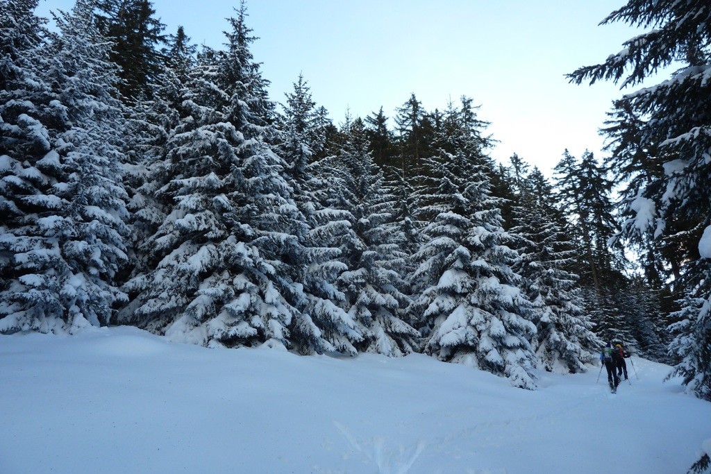 Bellisime Pinete