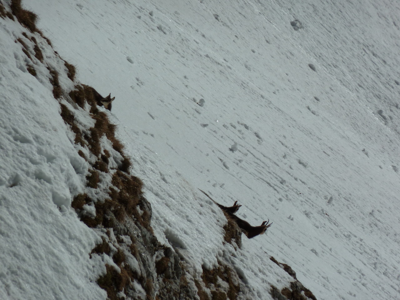 Chamois
