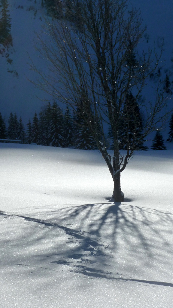 Arbre esseulé sur alpage ensoleillé