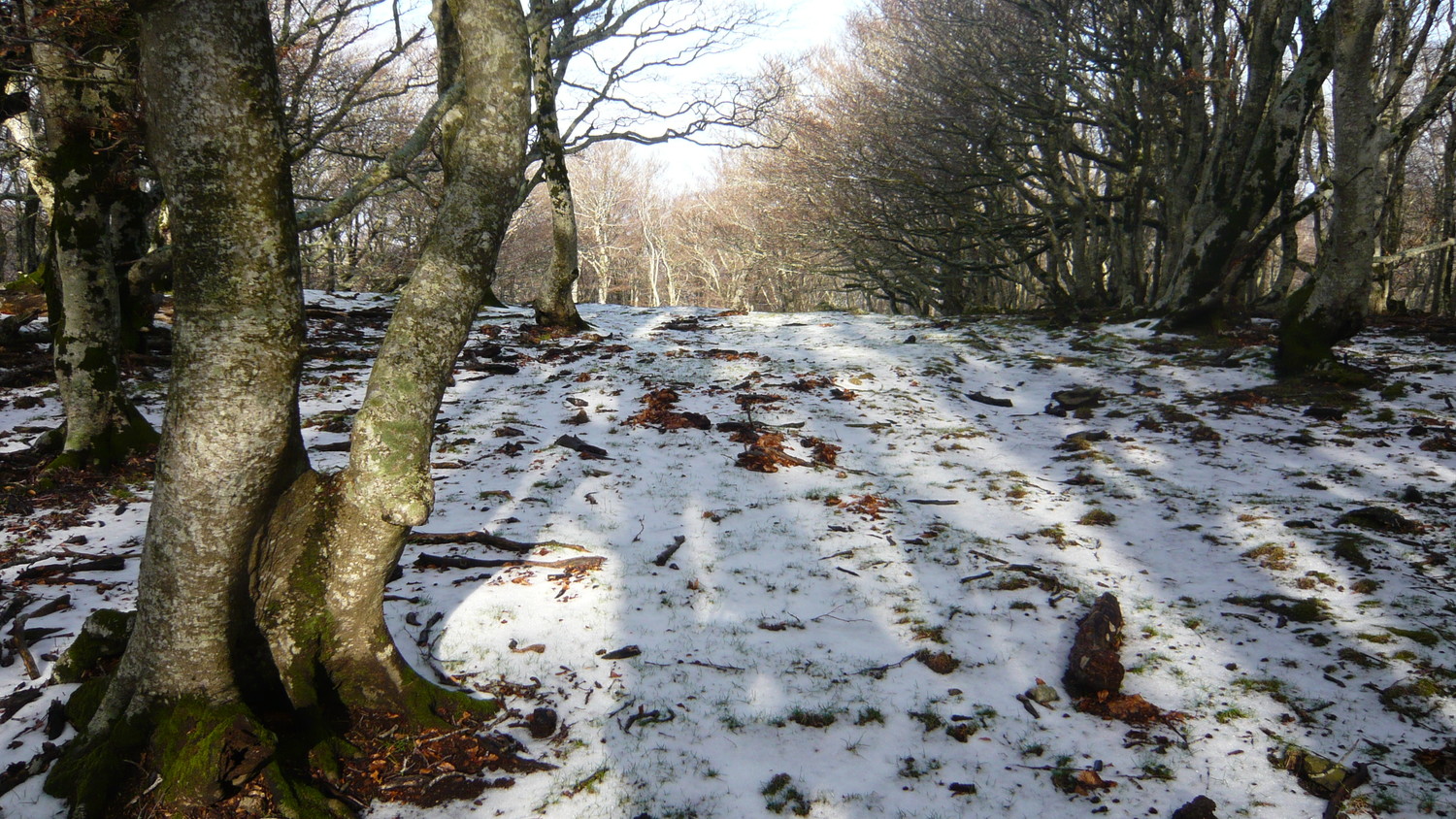 Petite neige tombée la veille