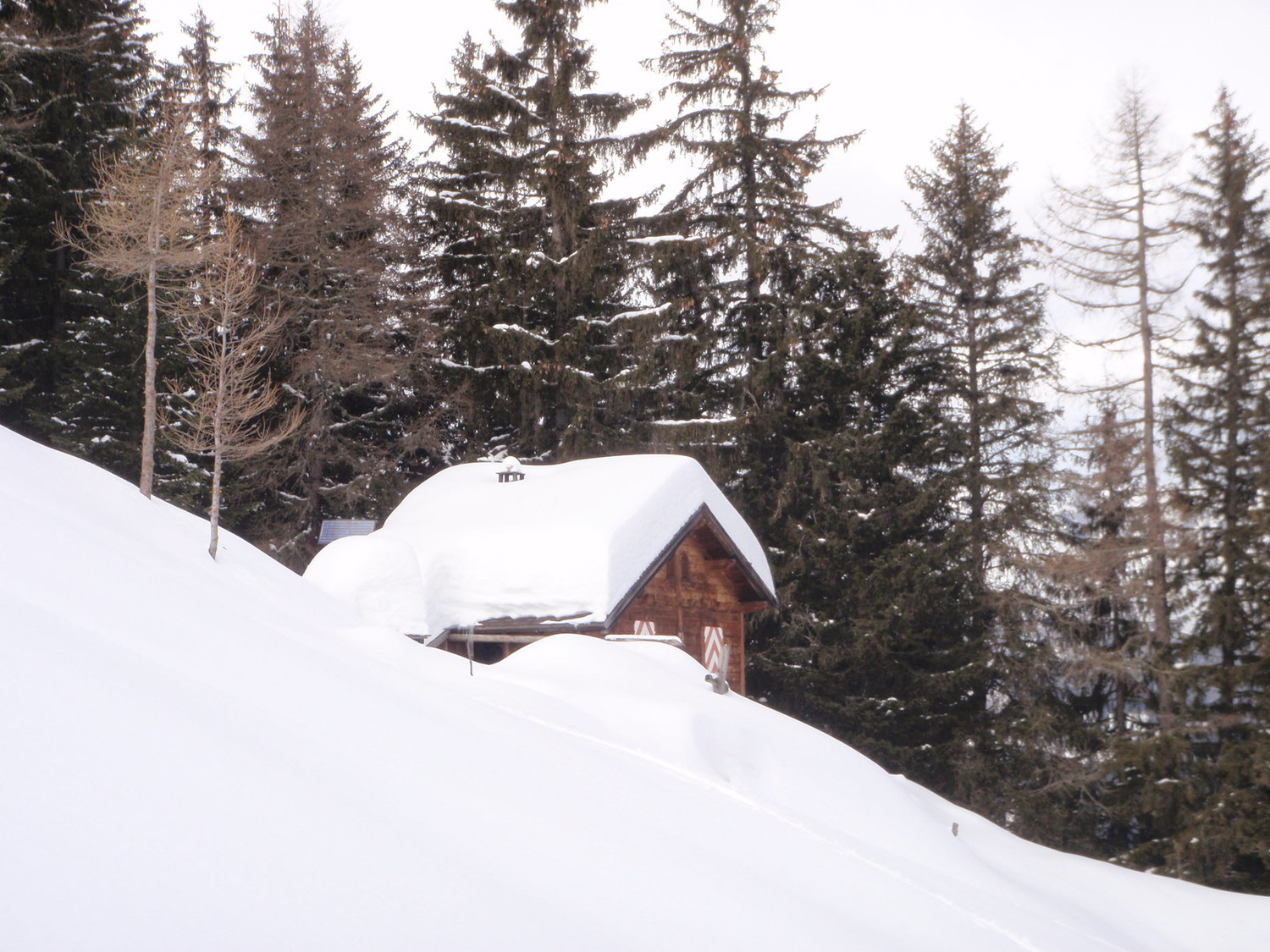 Bovinette